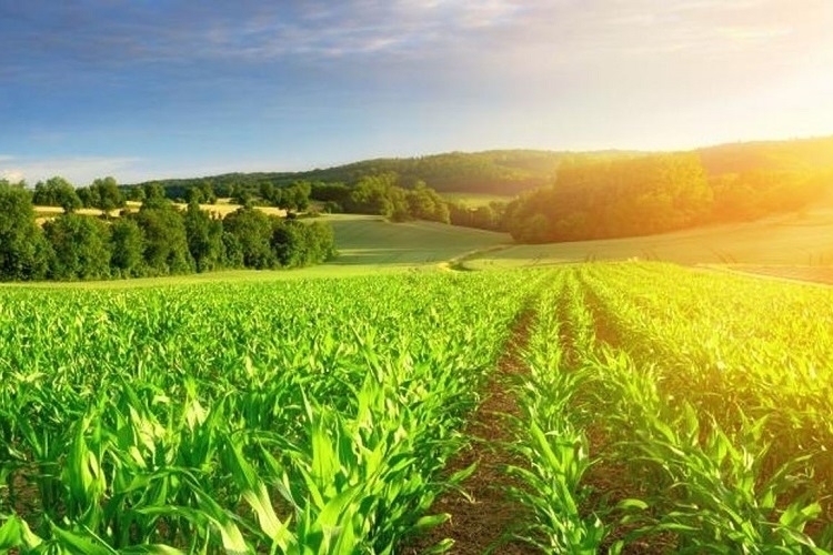 Javni poziv za dokazivanje prava prečeg zakupa poljoprivrednog zemljišta u državnoj svojini na teritoriji grada Vršca